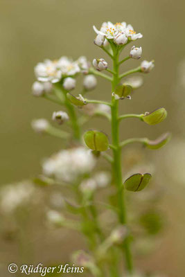 Teesdalia nudicaulis (Nacktstängeliger Bauernsenf), 18.5.2020