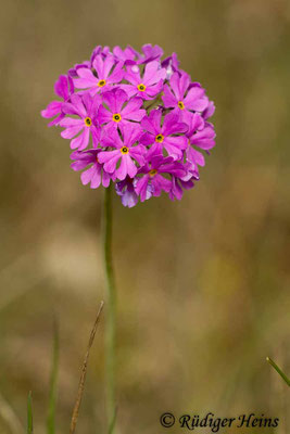 Primula farinosa (Mehlprimel), 31.5.2014