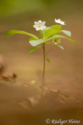 Trientalis europaea (Siebenstern)
