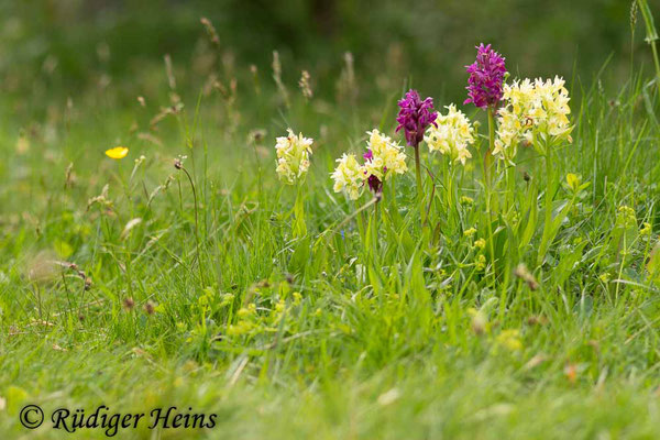 Dactylorhiza sambucina (Holunder-Fingerwurz), 29.5.2016