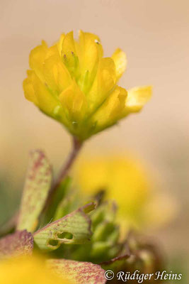 Kleiner Klee (Trifolium dubium), 11.6.2025 - Lupenobjektiv 65mm f/2.8