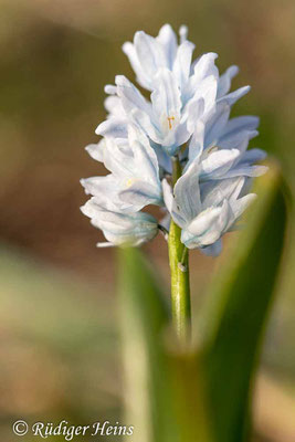 Puschkinia scilloides (Puschkinie oder Kegelblume), 18.4.2022
