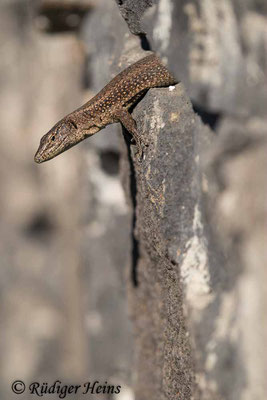 Teira dugesii (Madeira-Eidechse), 14.10.2021