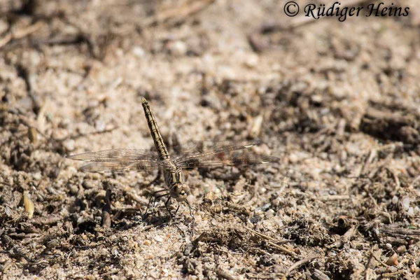 Treuer Kurzpfeil (Brachythemis impartita) Weibchen
