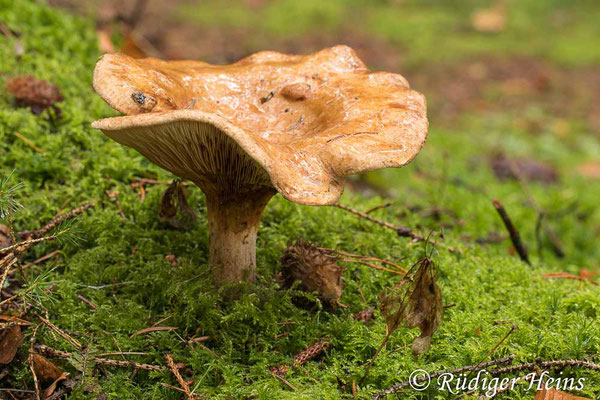 Paxillus involutus (Kahler Krempling), 21.10.2020