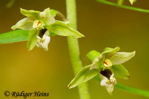 Epipactis helleborine (Breitblättrige Stendelwurz), 28.7.2012