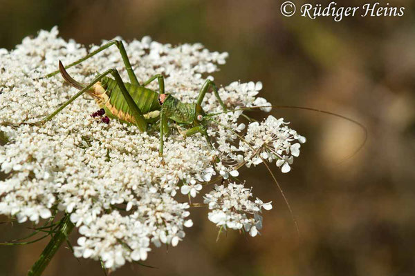 Uromenus brevicollis (Tyrrhenische Sattelschrecke) Weibchen, 20.6.2018