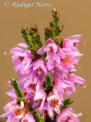 Calluna vulgaris, Besenheide