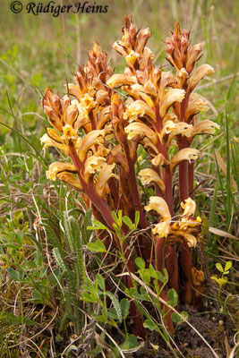 Orobanche lutea (Gelbe Sommerwurz), 19.5.2012