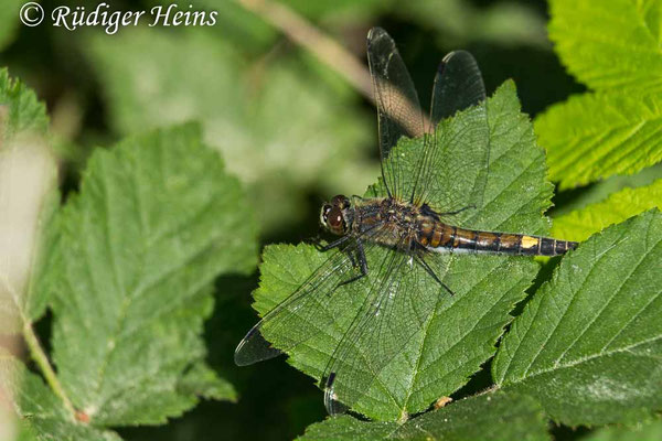 Leucorrhinia pectoralis (Große Moosjungfer) Weibchen, 25.5.2018