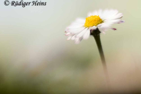 Bellis perennis (Gänseblümchen)