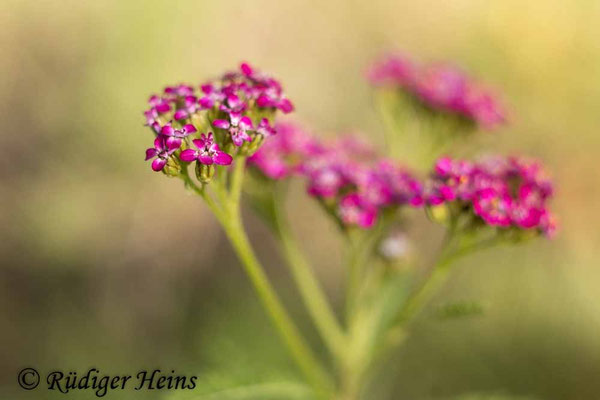 Achillea millefolium (Gemeine Schafgarbe)