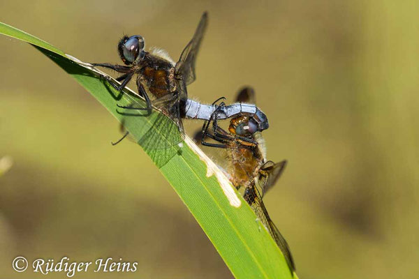 Libellula fulva, Spitzenfleck, Paarung