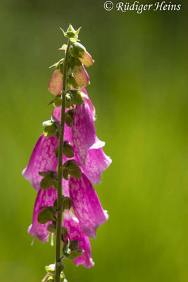 Digitalis purpurea (Roter Fingerhut)