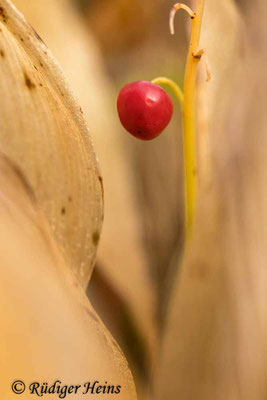 Convallaria majalis (Maiglöckchen), 23.10.2021