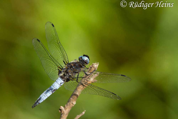 Libellula fulva (Spitzenfleck) Männchen, 20.6.2017
