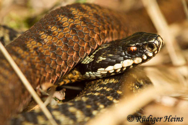 Vipera berus (Kreuzotter) Männchen, 30.4.2019