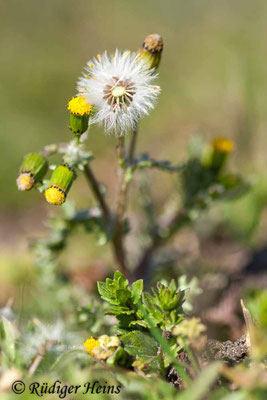 Senecio vulgaris (Gewöhnliches Greiskraut), 7.4.2020