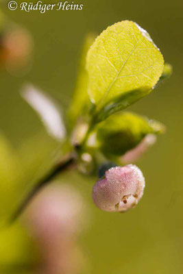 Vaccinium myrtillus (Heidelbeere), 17.4.2024