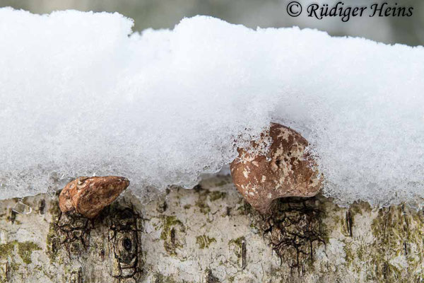 Fomitopsis betulina (Birkenporling), 31.1.2021