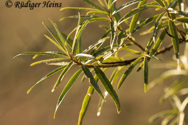 Hippophae rhamnoides (Sanddorn), 31.8.2022