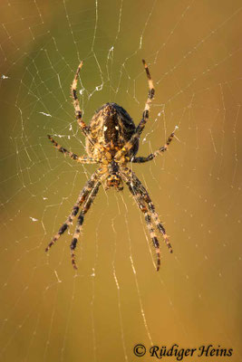Araneus diadematus (Gartenkreuzspinne)