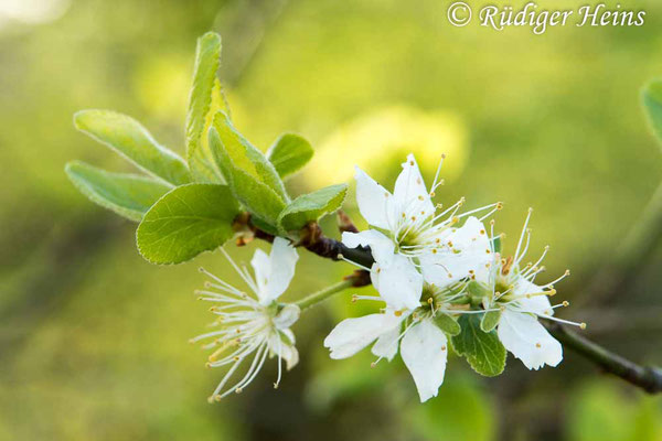 Prunus spinosa (Schlehe oder Schwarzdorn), 17.4.2020