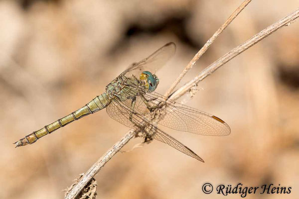 Orthetrum coerulescens anceps (Südöstlicher Kleiner Blaupfeil) Weibchen