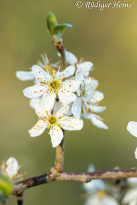 Prunus spinosa (Schlehe oder Schwarzdorn), 27.4.2023