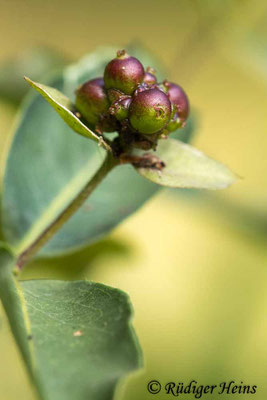 Lonicera periclymenum (Waldgeißblatt), 18.7.2022