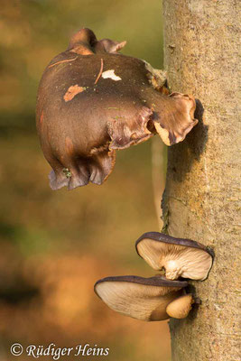 Pleurotus ostreatus (Austernseitling), 4.1.2015