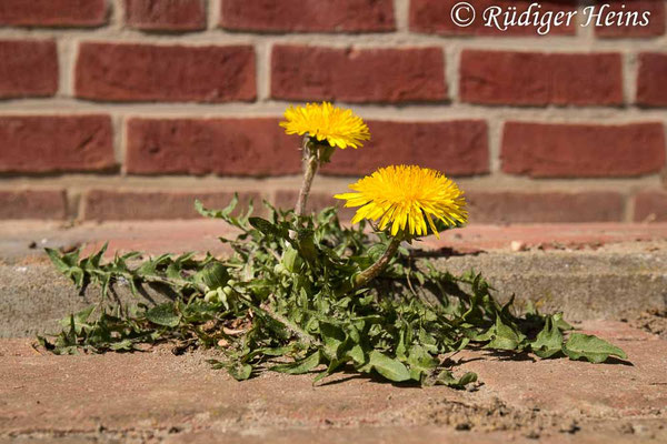 Taraxacum officinale (Gewöhnlicher Löwenzahn), 5.4.2025