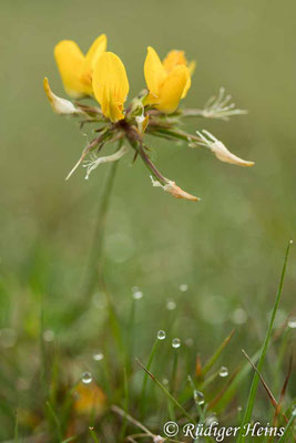 Lotus corniculatus (Gewöhnlicher Hornklee)