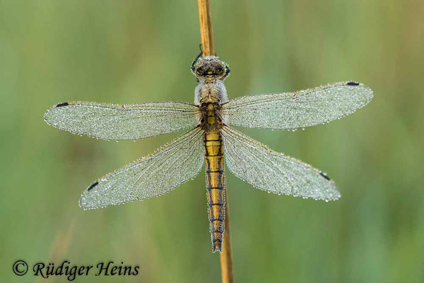 Orthetrum cancellatum (Großer Blaupfeil) Weibchen, 31.5.2022