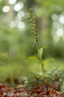 Epipactis helleborine (Breitblättrige Stendelwurz), 28.7.2023