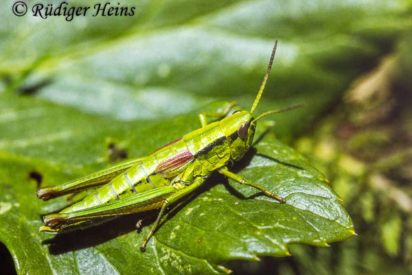 Euthystira brachyptera (Kleine Goldschrecke) Weibchen, 30.7.1993 (Scan vom Dia)