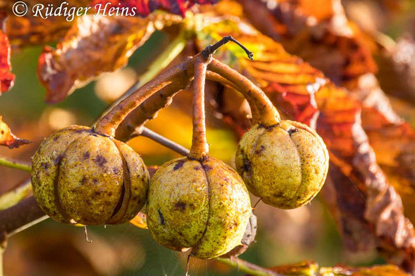 Aesculus hippocastanum (Gewöhnliche Rosskastanie), 23.9.2025