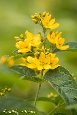 Lysimachia vulgaris (Gewöhnlicher Gilbweiderich), 18.7.2022