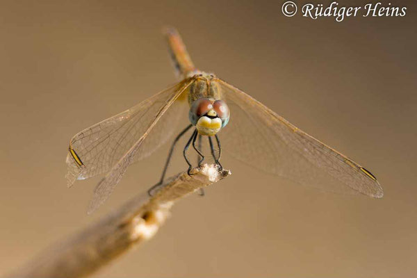 Sympetrum fonscolombii (Frühe Heidelibelle) Weibchen, 15.10.2024