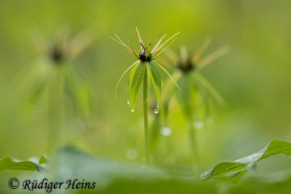 Paris quadrifolia (Vierblättrige Einbeere)