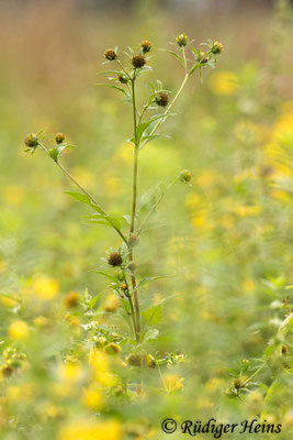 Bidens tripartita (Dreiteiliger Zweizahn), 29.8.2022