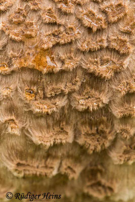 Macrolepiota procera (Parasol oder Riesenschirmpilz), 19.9.2015