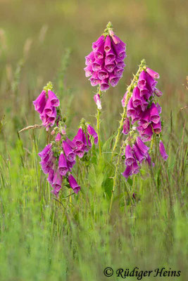 Digitalis purpurea (Roter Fingerhut), 18.6.2019