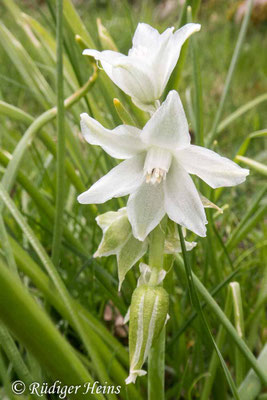 Ornithogalum nutans (Nickender Milchstern)