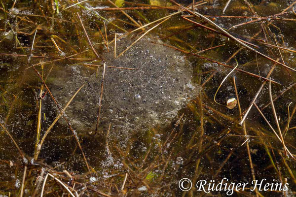 Rana dalmatina (Springfrosch) Laich in Eisschicht, 18.3.2018