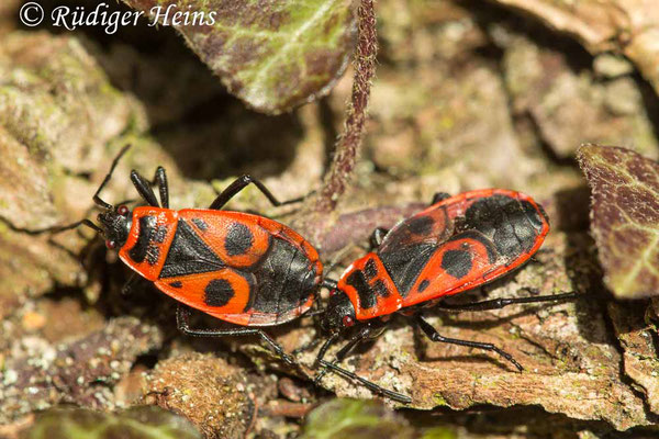 Pyrrhocoris apterus (Gemeine Feuerwanze), 15.3.2017