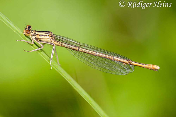 Platycnemis pennipes (Blaue Federlibelle) Weibchen, 20.7.2011