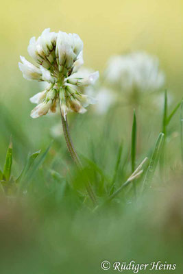 Trifolium repens (Weißklee)
