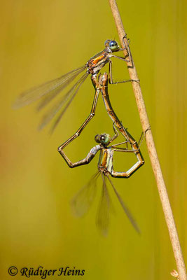 Lestes virens (Kleine Binsenjungfer) Paarung, 12.9.2015