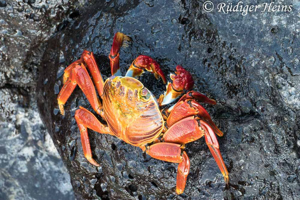 Grapsus grapsus (Rote Klippenkrabbe)